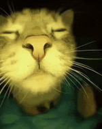 catjam-cat.gif